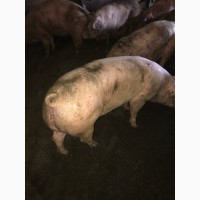 Продам свиней на убой
