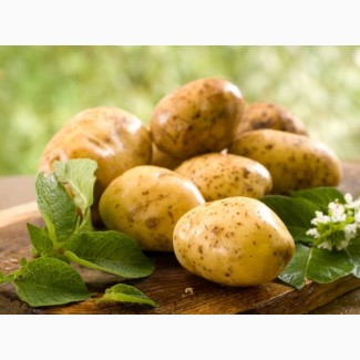 Покупаем домашний картофель по винницкой области. Ищем заготовителей