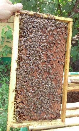 Продам матки пчелиные породы пчёл БАКФАСТ