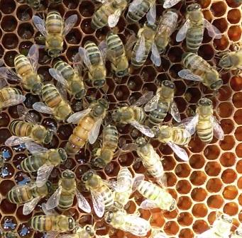 Фото 2. Продам матки пчелиные породы пчёл БАКФАСТ