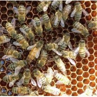Продам матки пчелиные породы пчёл БАКФАСТ