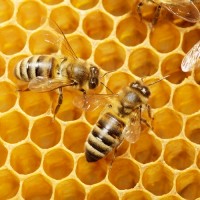 Продам пчёлосемьи 2019 2000 грн