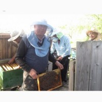 Продам Пчелопакеты. 4 рамки в наличии.300 Пакетов доставка по Украине