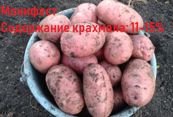 Фото 2. Продам картофель из Белоруссии Оптом
