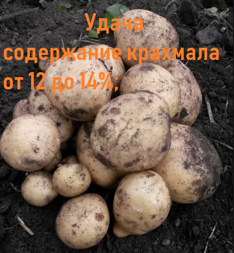 Фото 4. Продам картофель из Белоруссии Оптом