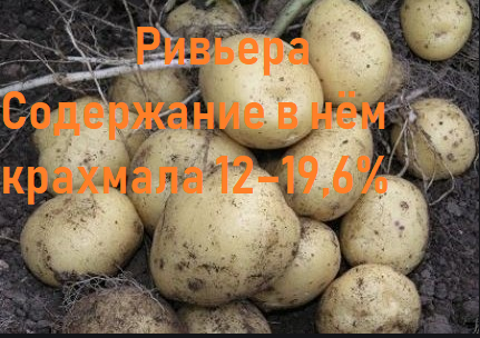 Фото 5. Продам картофель из Белоруссии Оптом