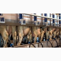 Обладнання DeLaval для молочно-товарних ферм