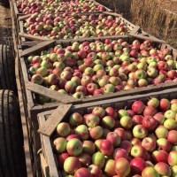 Продажа яблока от производителя