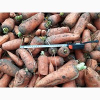 Продам морковь, некондиция, сорт Абако