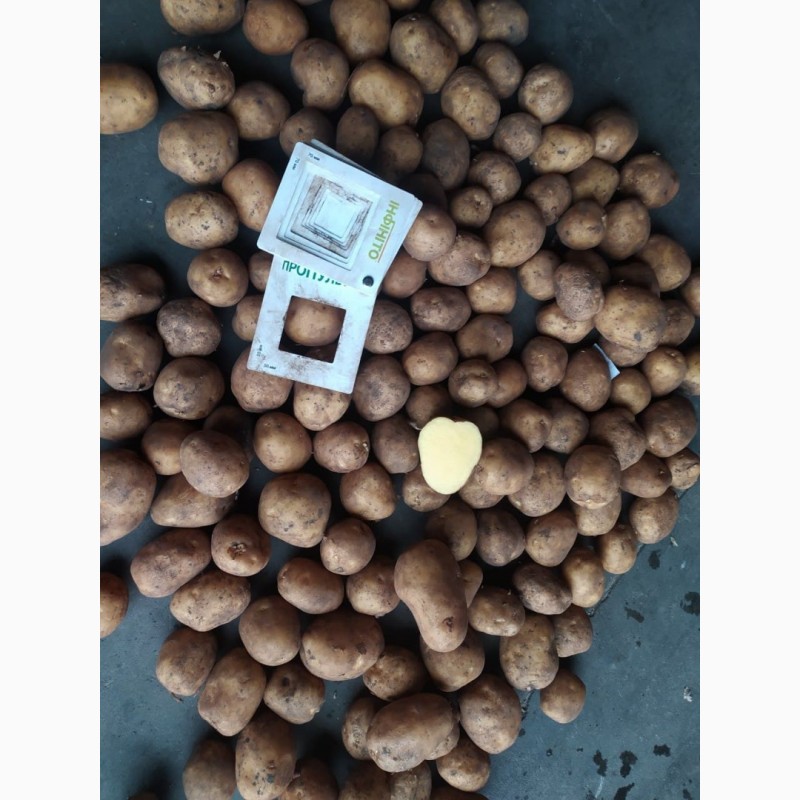 Фото 3. Продам картоплю з овочесховища від виробника