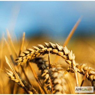 Предлагаем посевные семена озимой пшеницы Гром