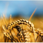 Предлагаем посевные семена озимой пшеницы Гром