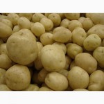 ФХ продаст семенной картофель. Самые востребованные сорта