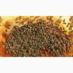 Пасека. Пчелопакеты, пчелиные семьи пчелопакеты с ульями и без