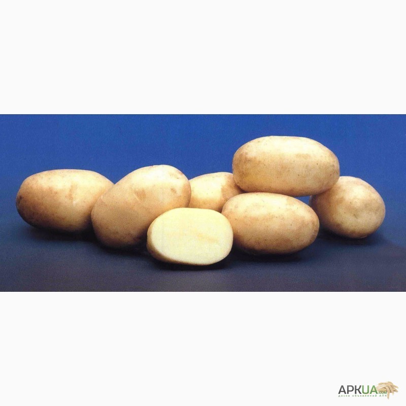 Фото 8. Продаю семенной картофель новейших и популярных сортов. Высокие репродукции