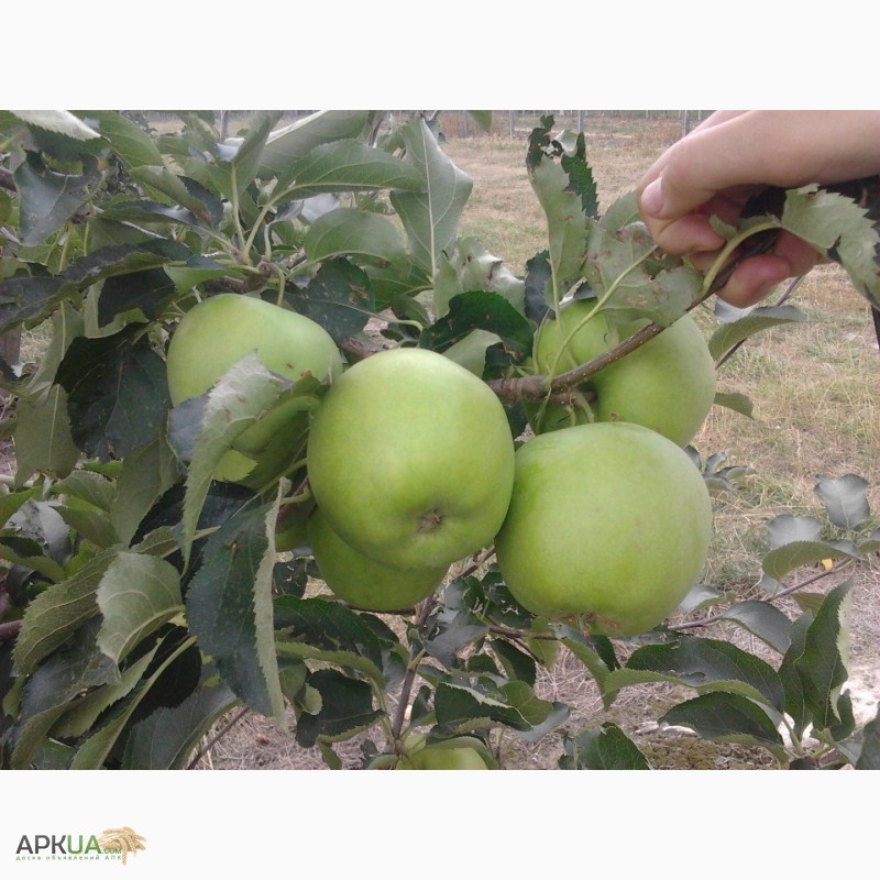 Фото 4. Продам яблука Декоста, Лігол, Голден