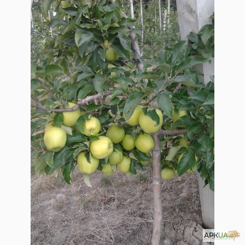 Фото 5. Продам яблука Декоста, Лігол, Голден