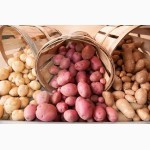 Фермерское хозяйство реализует картофель