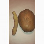Продам большой объём годного картофеля