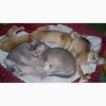 Питомник Абиссинских кошек BURLESK ABY предлагает котят шоу класса