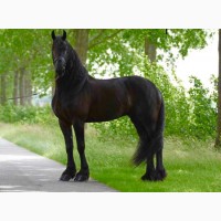 Красивая черная женская фризская лошадь для продажи i