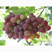 Продажа винограда на прямую от поставщика