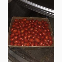 Продам помидор сливка Диафант F1 оптом с поля