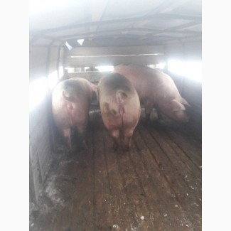 Свиньи свиноматки