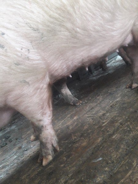 Фото 3. Свиньи свиноматки