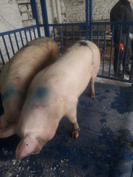 Фото 4. Свиньи свиноматки
