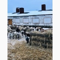Овцы Романовской породы на ЭКСПОРТ