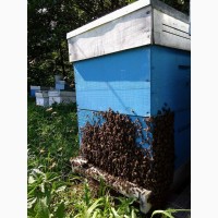 Бджолосім#039;ї, бджолопакети Рут(230мм) Карніка.Доставка