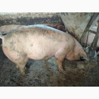 Свині м#039;ясний породи
