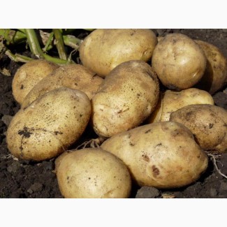 Куплю картофель по Винницкой области