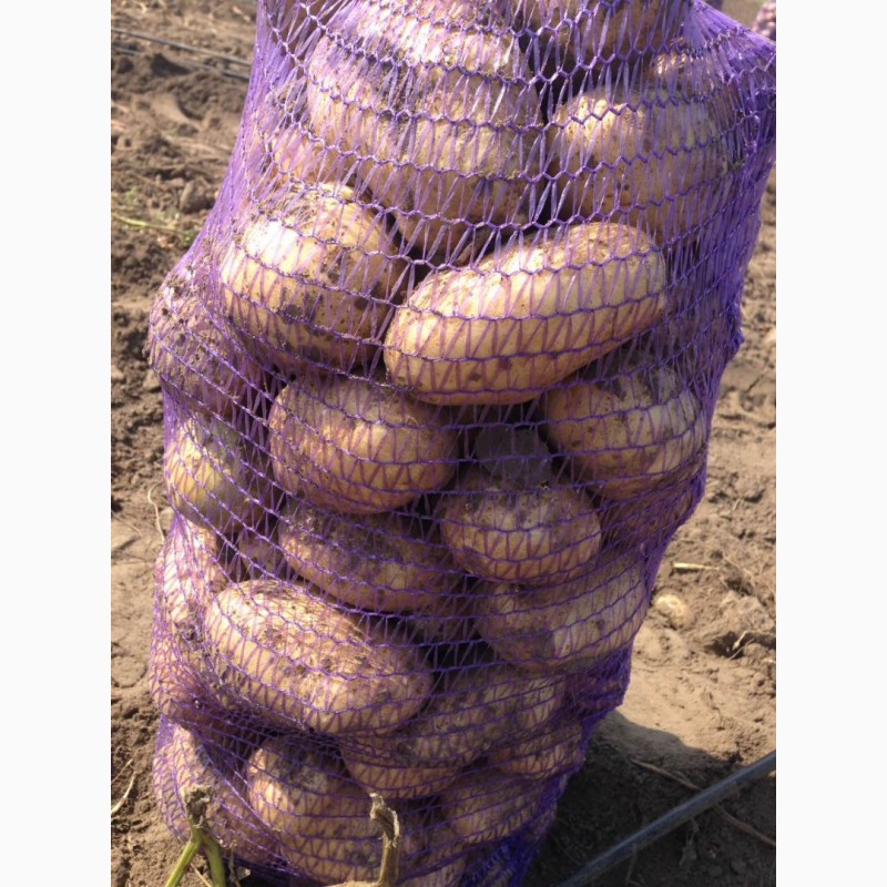 Фото 3. Продаю семенной картофель 1 репродукция голландская селекция Торнадо, Савана, Орла