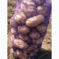 Продаю семенной картофель 1 репродукция голландская селекция Торнадо, Савана, Орла