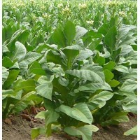 Продам семена Табак курительный Тернопольский перспективный