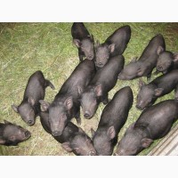 Продаю вьетнамских свинок