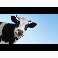 Продам корову, 7 місяців тільності