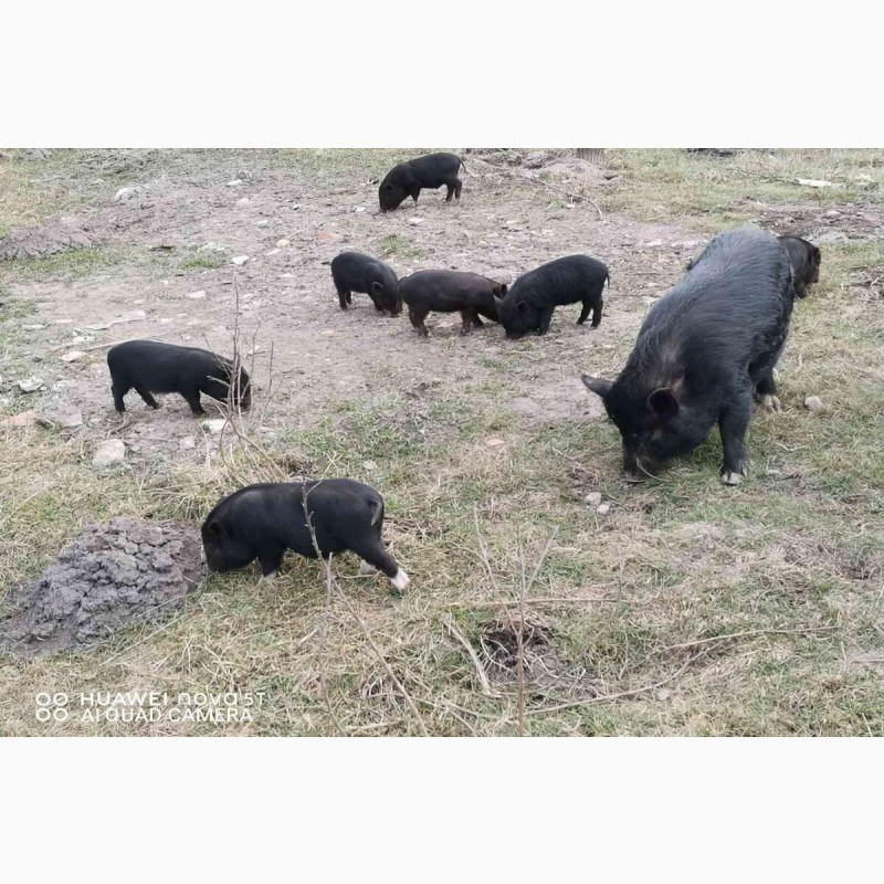  МЯСО вьетнамских свиней, Макаров, Поросята — APKUA