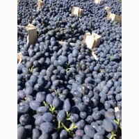 Виноград сорта Молдова для переработки