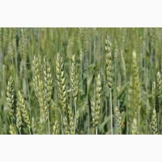 Семена озимой пшеницы СТАНИЧНАЯ