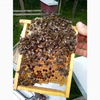 Бджоломатки карпатка 2023 року