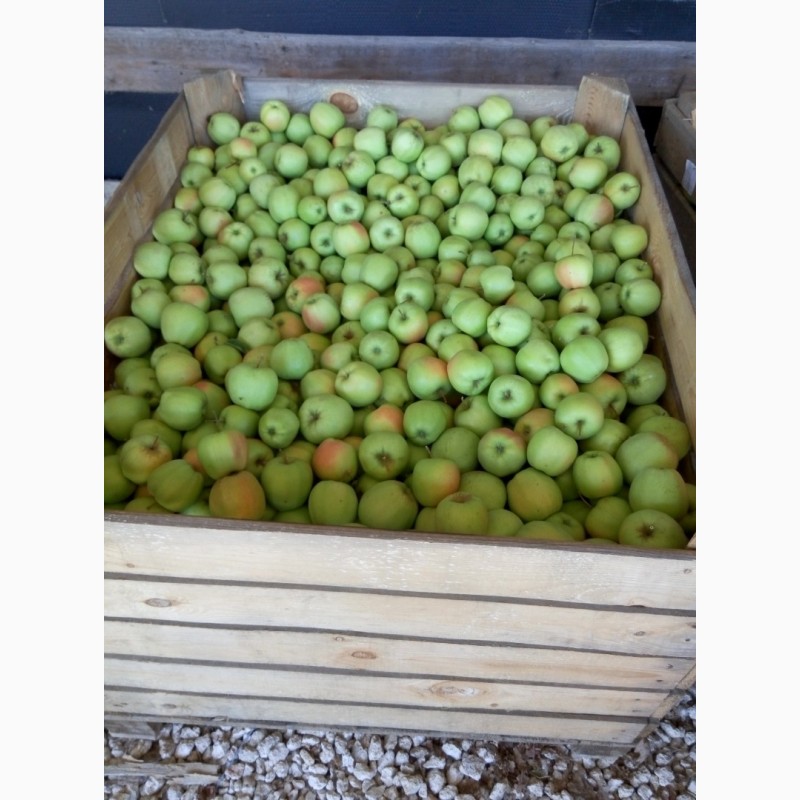Фото 2. Продам яблука сорту Голден, врожай 2022 року