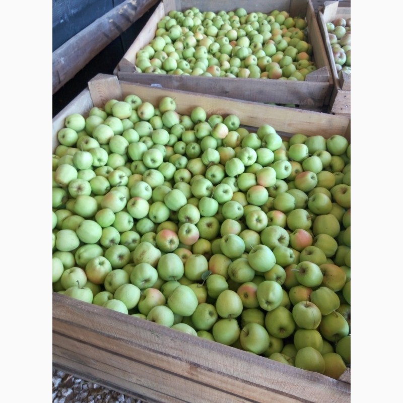 Фото 3. Продам яблука сорту Голден, врожай 2022 року