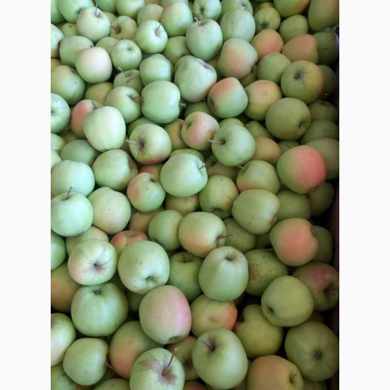 Фото 4. Продам яблука сорту Голден, врожай 2022 року