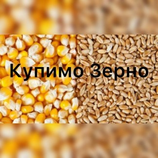 Підприємство закуповує фуражну кукурудзу та пшеницю великими об#039;ємами по Україні