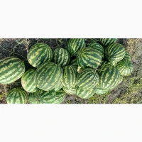 Продам кавун Продюсер