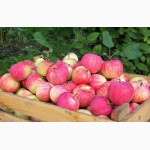 Яблуки осінні:Джонатан,Сніжний Кальвін сочні та свіжі