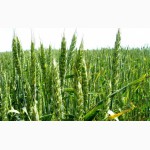 Посевные семена озимой пшеницы Грация